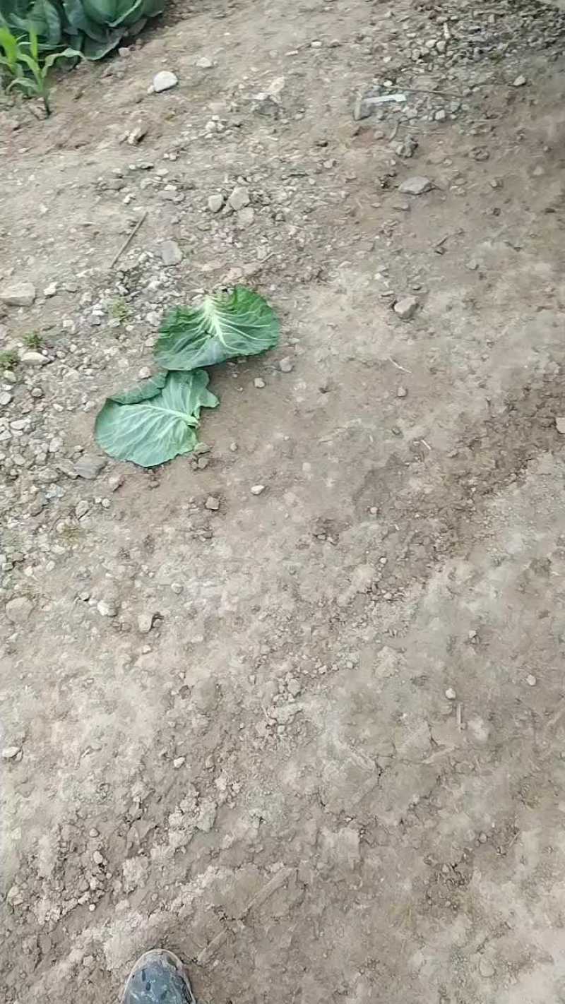 陕西包菜装车中，颜色清秀质量好！