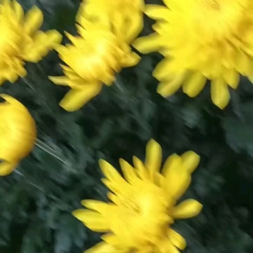 皇菊花头大，明天采摘，老板联系！