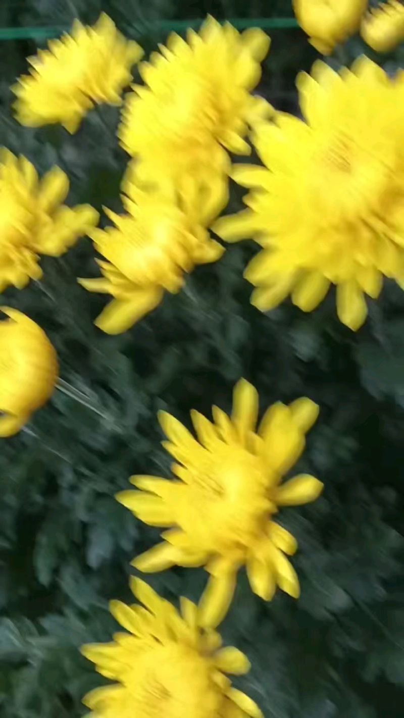 皇菊花头大，明天采摘，老板联系！