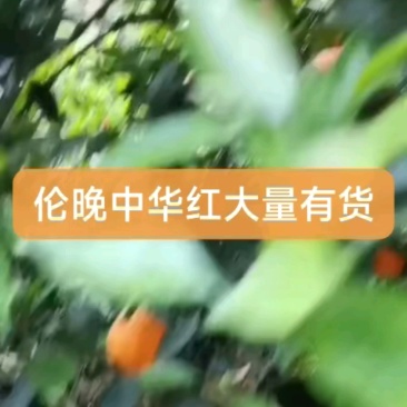 湖北秭归中华红橙伦晚果园看货订价无中间商