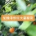 湖北秭归中华红橙伦晚果园看货订价无中间商