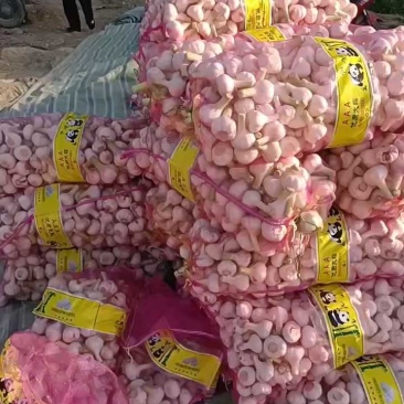 扒皮蒜大蒜大量上市货量充足品质保证欢迎咨询