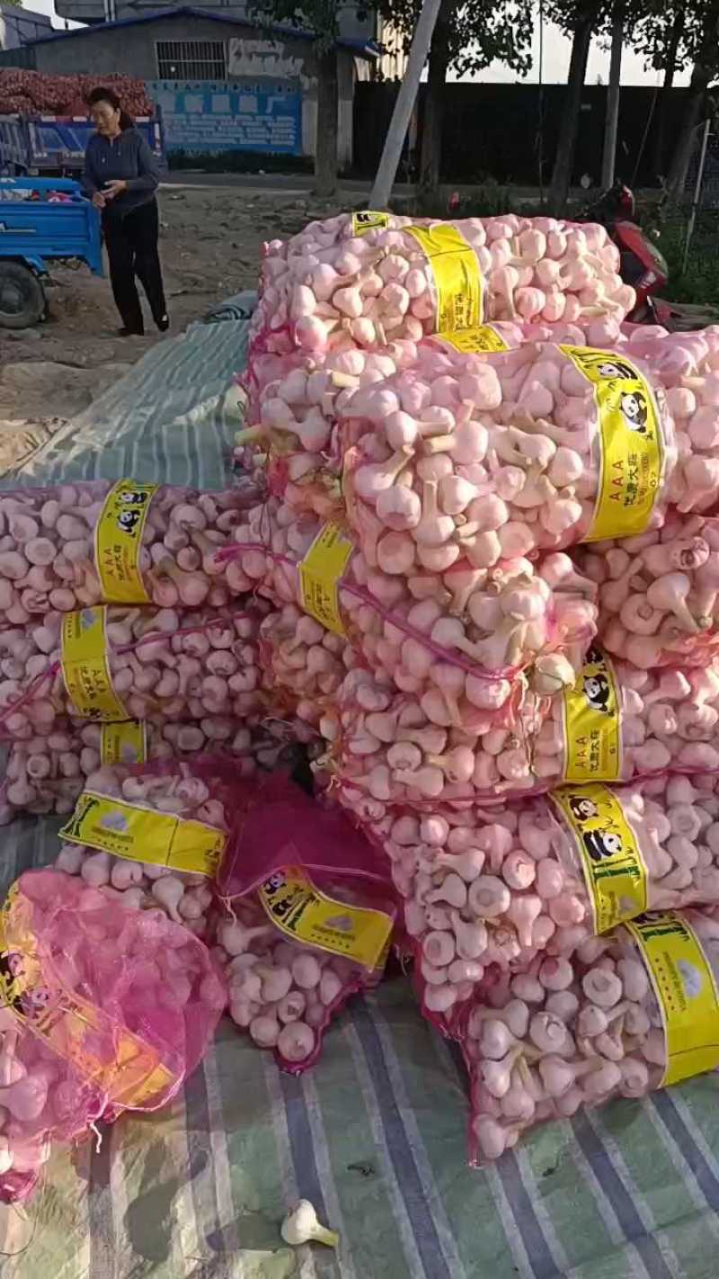 扒皮蒜大蒜大量上市货量充足品质保证欢迎咨询