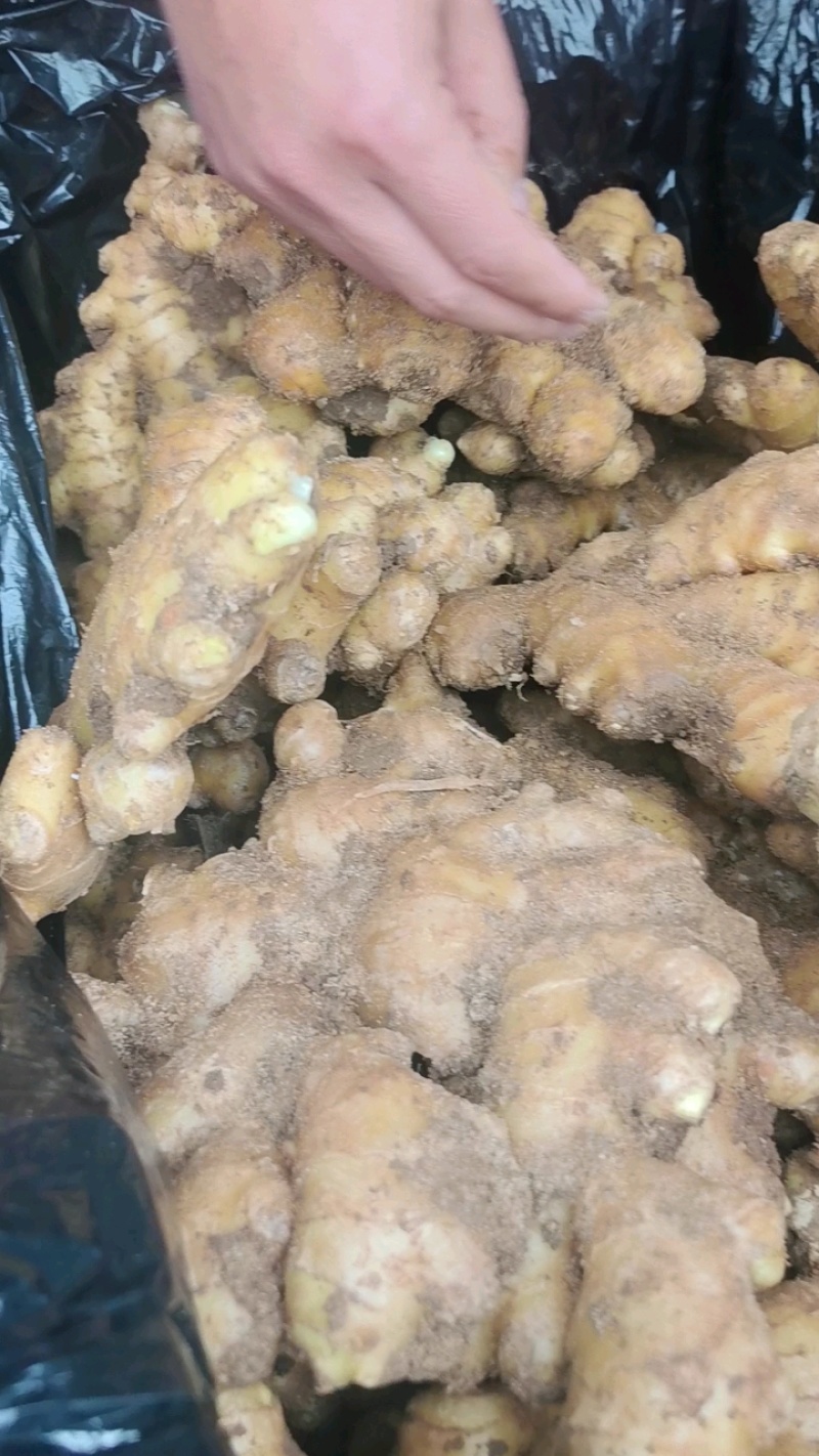 [热卖]山东临沂小黄姜一手货源保质保量，原产地