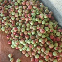 湖北油桃518油桃，珍珠枣油桃大量上市，日供货10万斤