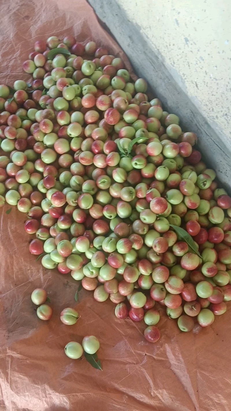 湖北油桃518油桃，珍珠枣油桃大量上市，日供货10万斤