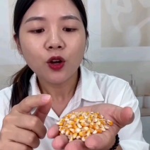 碎玉米，净粮碎玉米，干玉米，玉米碎，玉米下脚料