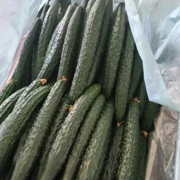 密刺黄瓜干花带刺22~25公分