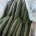 密刺黄瓜干花带刺22~25公分