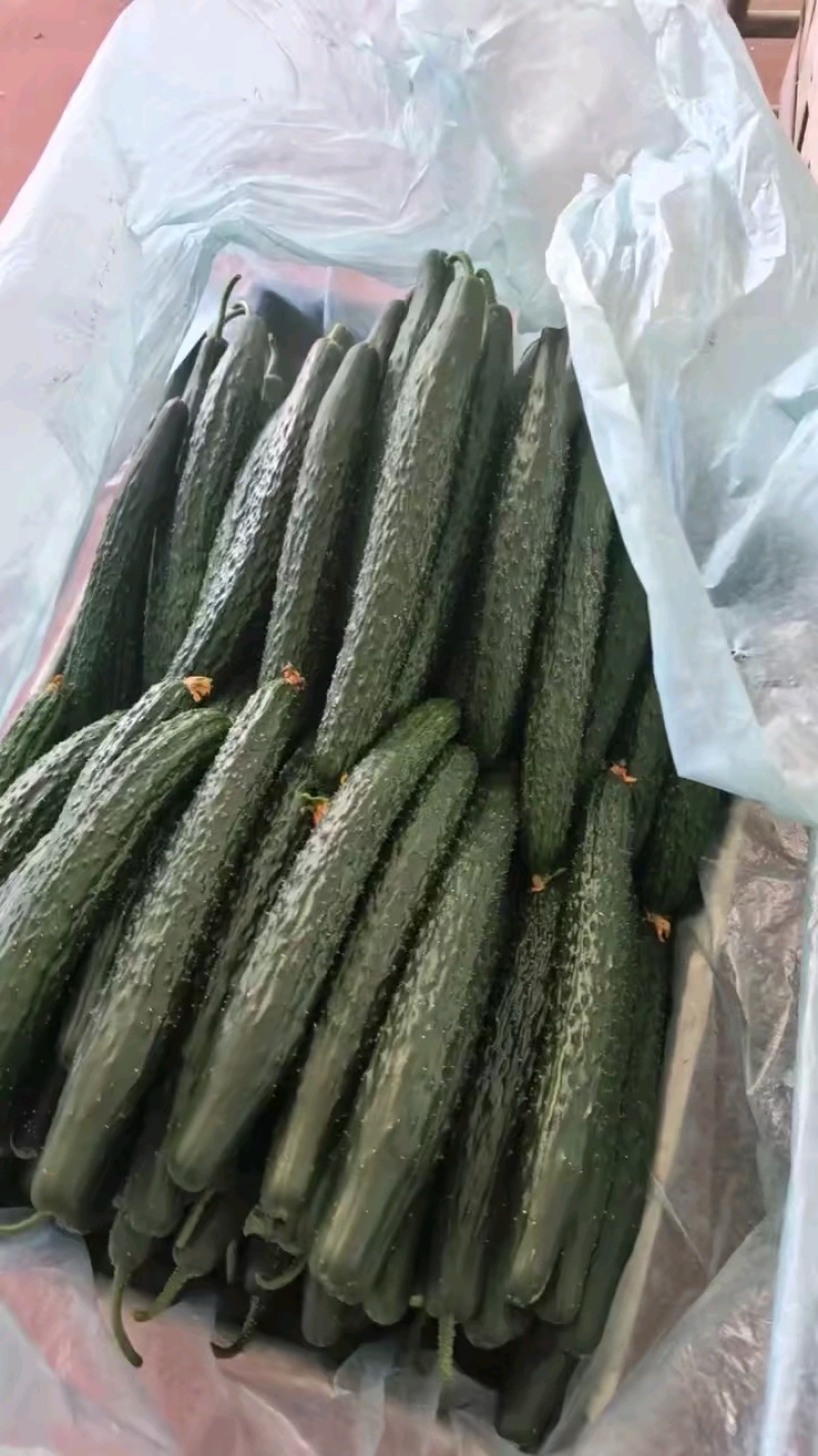 密刺黄瓜干花带刺22~25公分