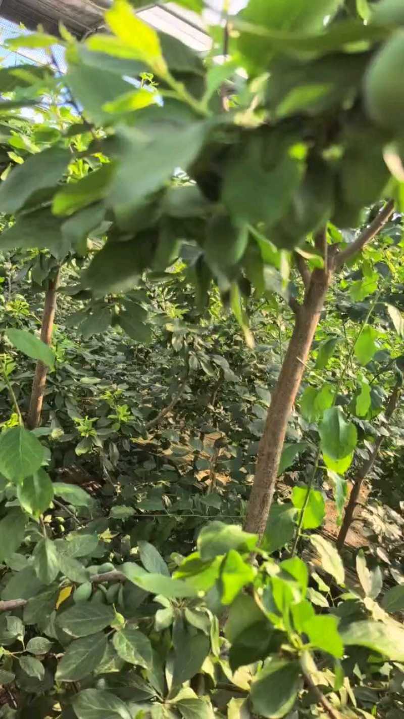 西梅苗1---3公分西梅李子苗大量供应可视频看货包存活