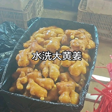 山东小黄姜大黄货源充足保质保量全国发货坏烂包赔，一手货源
