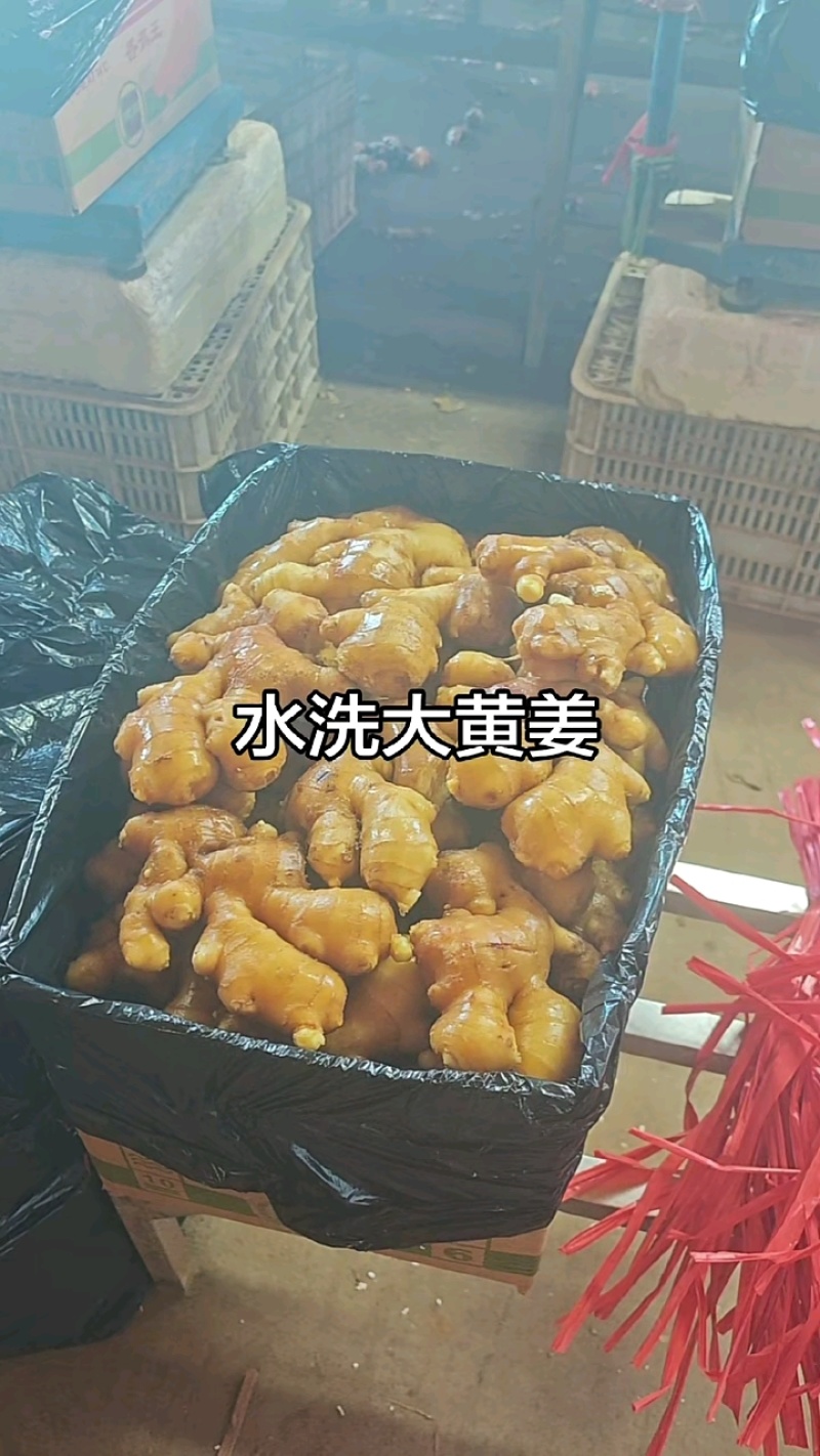 山东小黄姜大黄货源充足保质保量全国发货坏烂包赔，一手货源