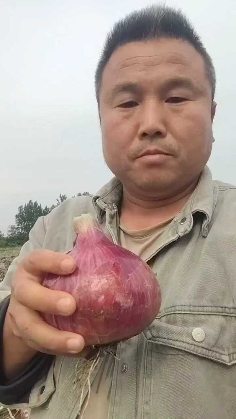 紫红洋葱，基地货，量大质优出货量稳定，欢迎各位老板来选购