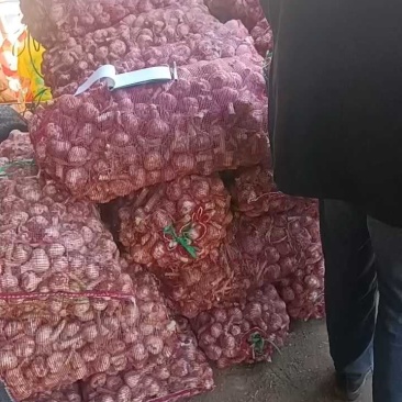 山东新鲜红皮蒜产地现挖现发货，对接电商市场，商超团购要