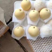 （优选）精品皇冠质量好口感脆甜产地供应适合一二三线城市