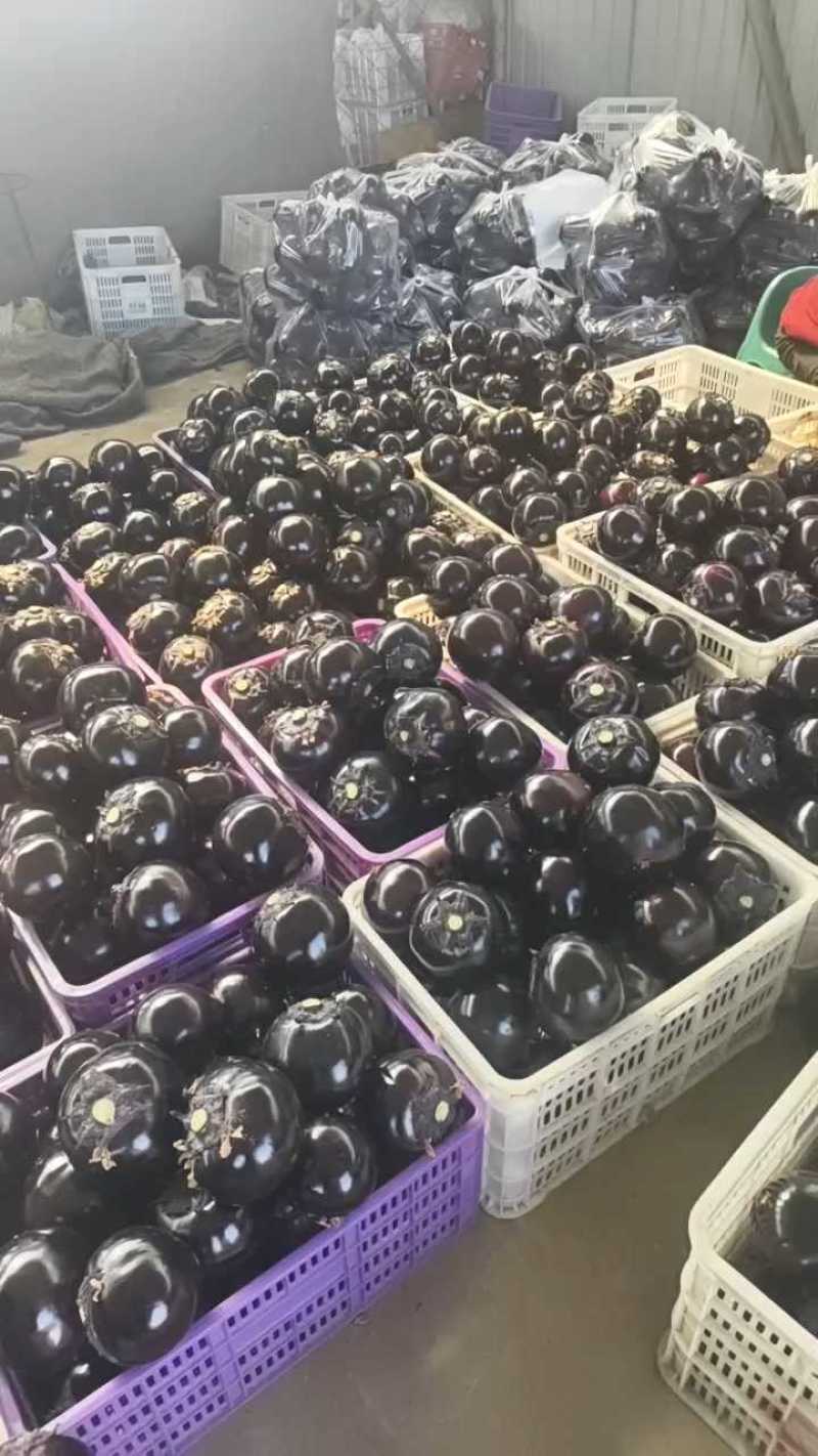 山东寿光精品紫光圆茄全年有货支持各种平台