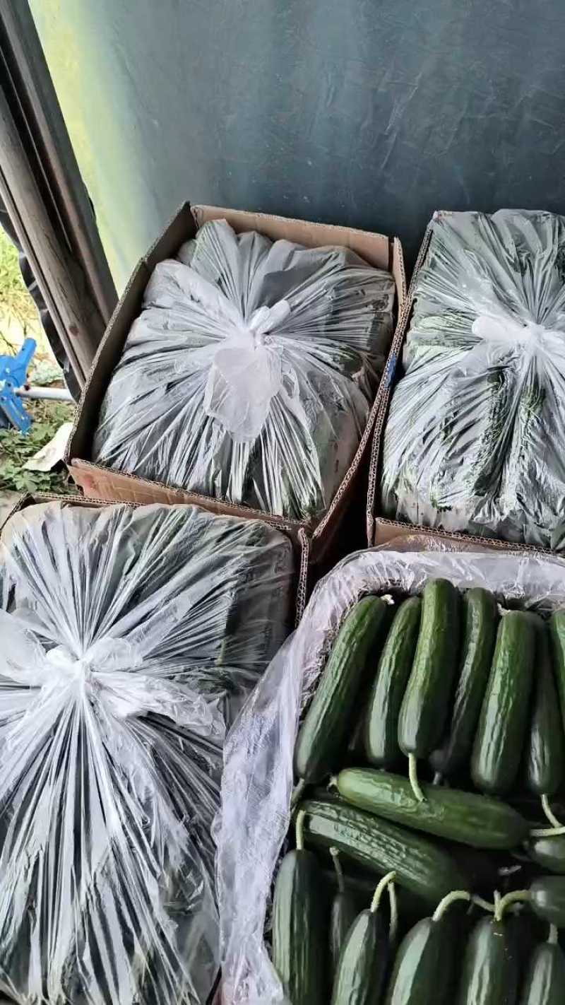 山东菏泽水果黄瓜，瓜条漂亮，大量有货！