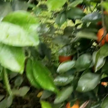 湖南精品橙子/夏橙/量大价优/产地直发/欢迎订购诚信经营
