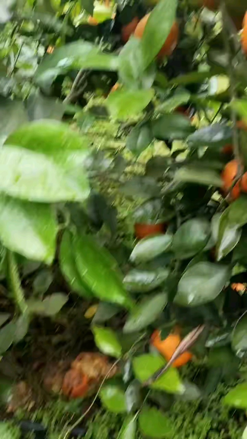 湖南精品橙子/夏橙/量大价优/产地直发/欢迎订购诚信经营