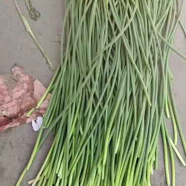 本地蒜苔大量有货一手货源加工打包出库一条龙服务