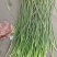 本地蒜苔大量有货一手货源加工打包出库一条龙服务