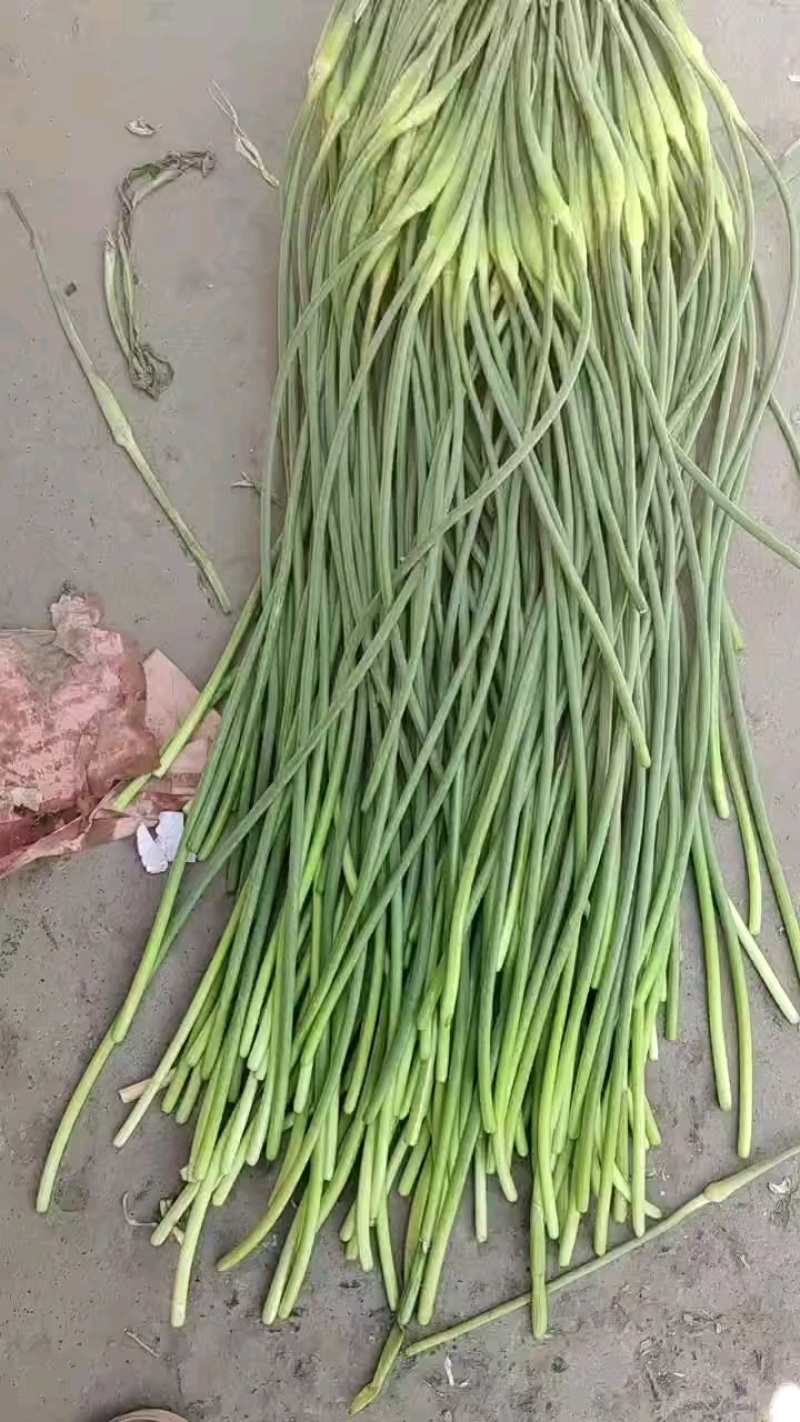 本地蒜苔大量有货一手货源加工打包出库一条龙服务