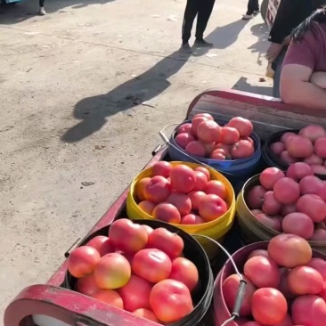 陕西精品西红柿草莓西红柿产地直发量大从优货源充足