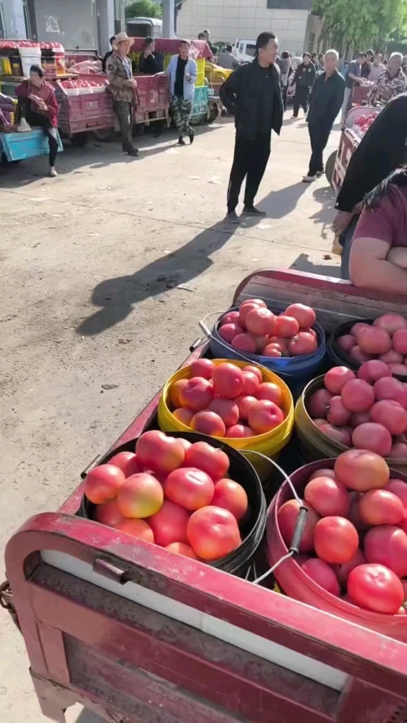 陕西精品西红柿草莓西红柿产地直发量大从优货源充足