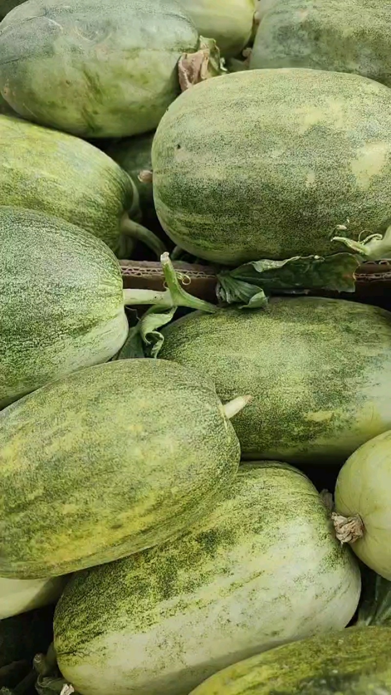 【实力推荐】羊角蜜甜瓜货源充足，量大从优，山东产地直发