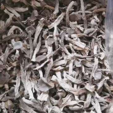 鹿茸菇干鹿茸菇干货菌菇a级鹿茸菇c级鹿茸菇无碎渣不发黄