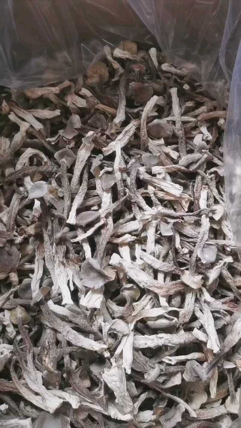鹿茸菇干鹿茸菇干货菌菇a级鹿茸菇c级鹿茸菇无碎渣不发黄
