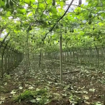 精品佛手瓜，产地直发，货源充足，量大价优，欢迎采购商联系