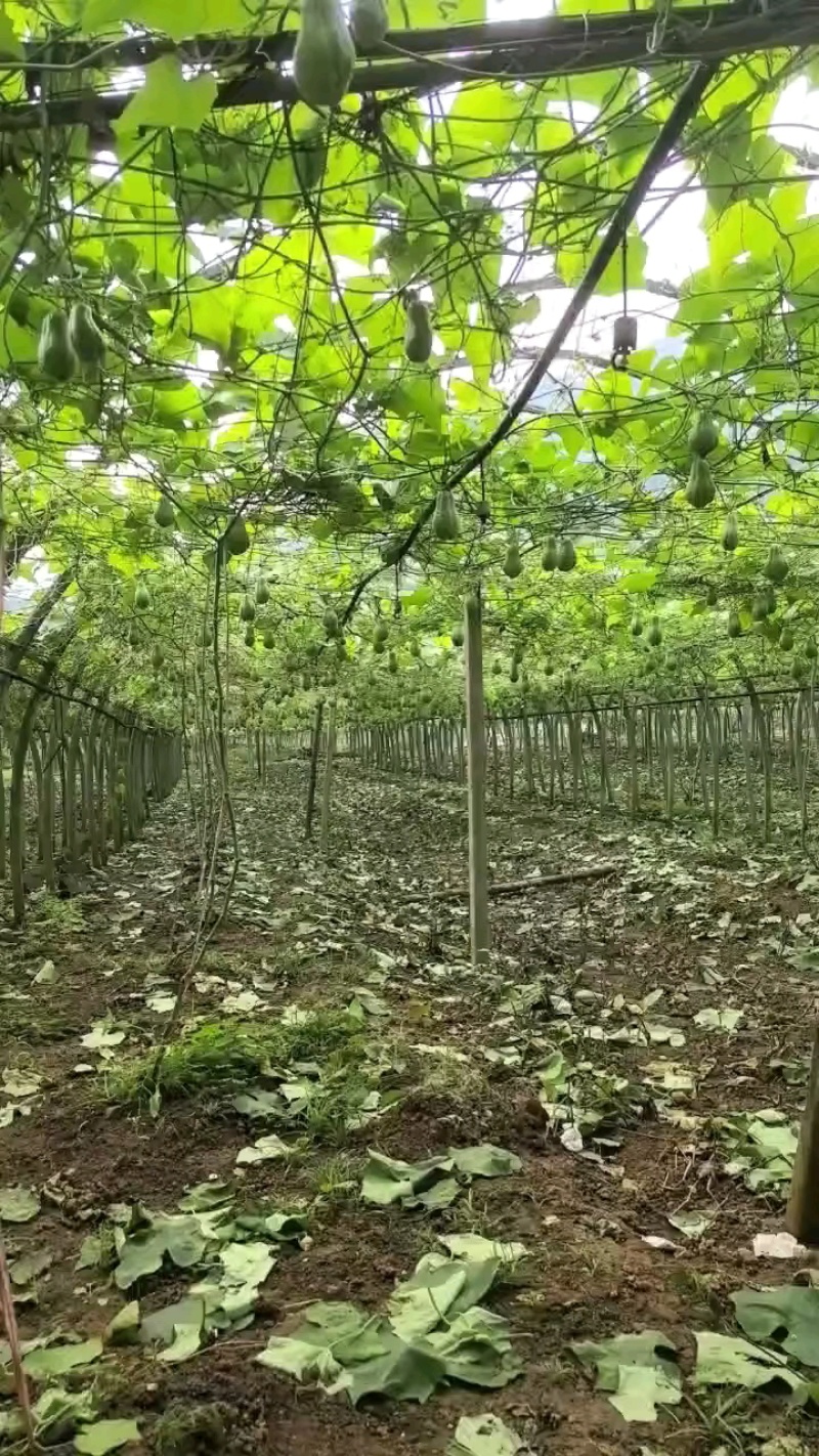 精品佛手瓜，产地直发，货源充足，量大价优，欢迎采购商联系