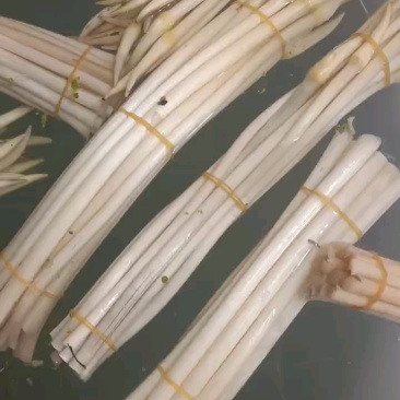 湖北新鲜藕带大量供应品质保证诚信经营欢迎老板来电