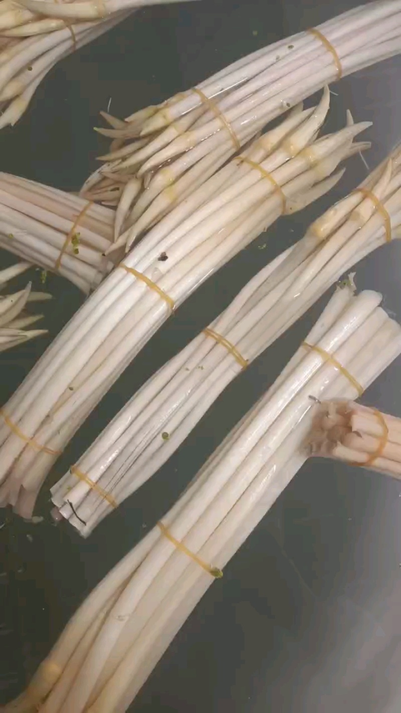 湖北新鲜藕带大量供应品质保证诚信经营欢迎老板来电