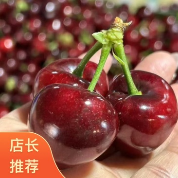 美早大樱桃/山西樱桃/产地现摘现发/量大从优/全国发货