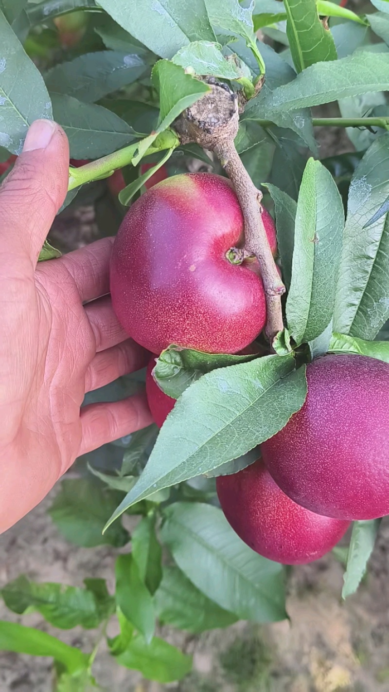 白肉油桃——鲁星一号