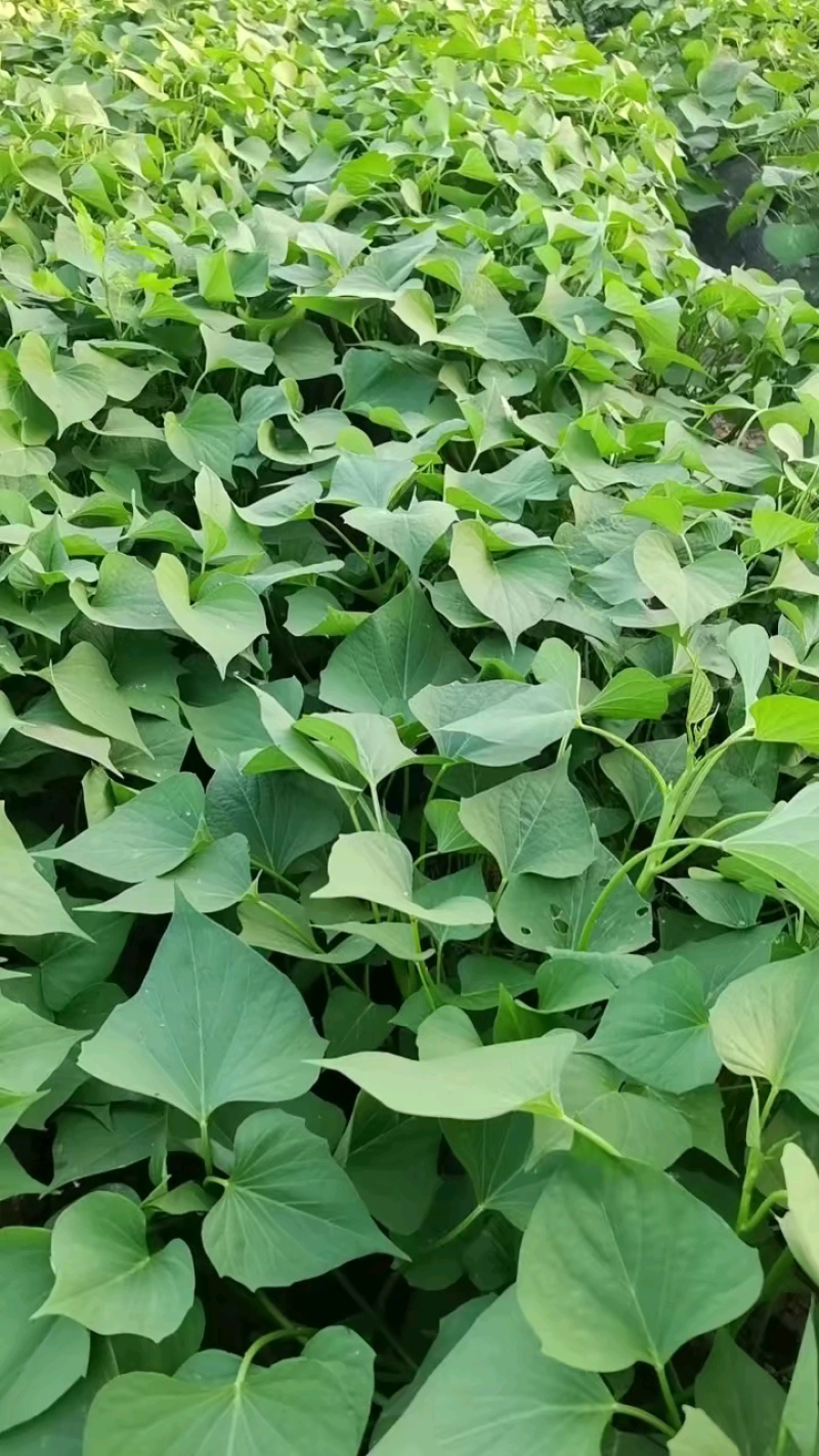 出售脱毒红薯苗：龙薯九！高产.瓜型好，口感纯正.易储存！