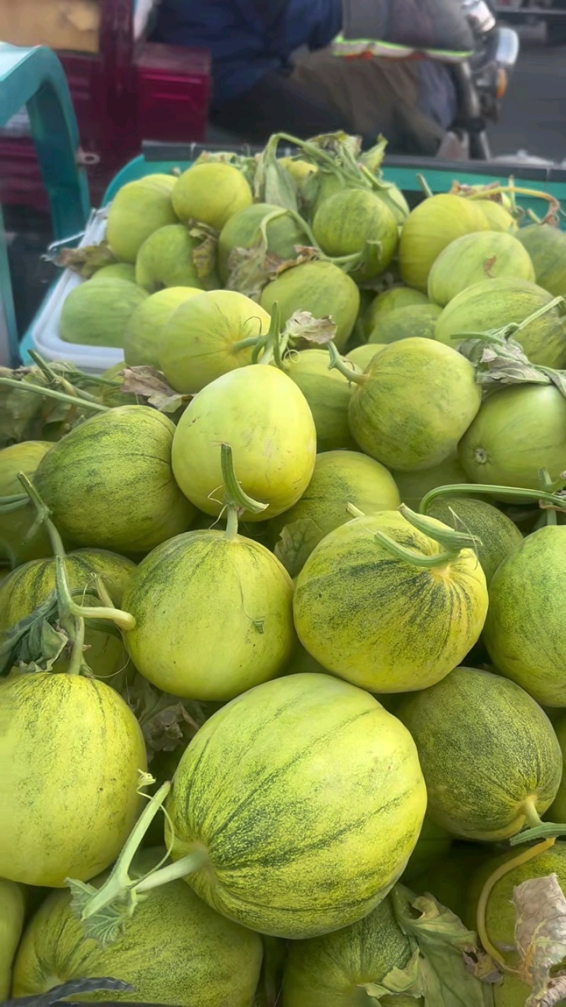 精品花美人小甜瓜大量上市。货源多，价格低，质量好。代发全