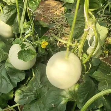 山东寿光玉菇甜瓜，玉菇产地大量有货，包地包棚的，整车出货