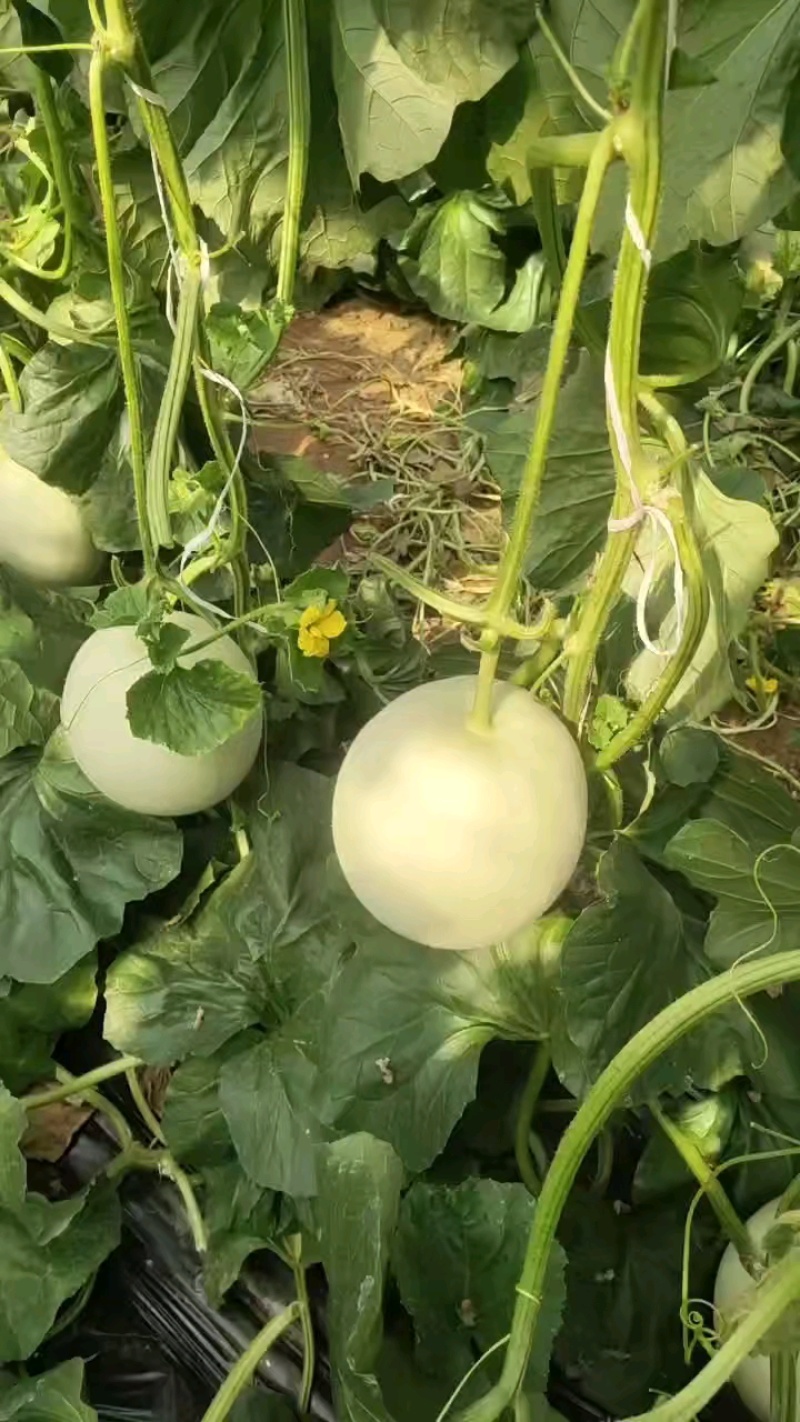 山东寿光玉菇甜瓜，玉菇产地大量有货，包地包棚的，整车出货
