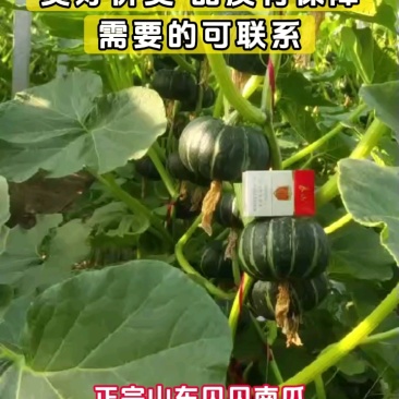 正宗山东贝贝南瓜，粉糯醇香，产地直供，量大从优！