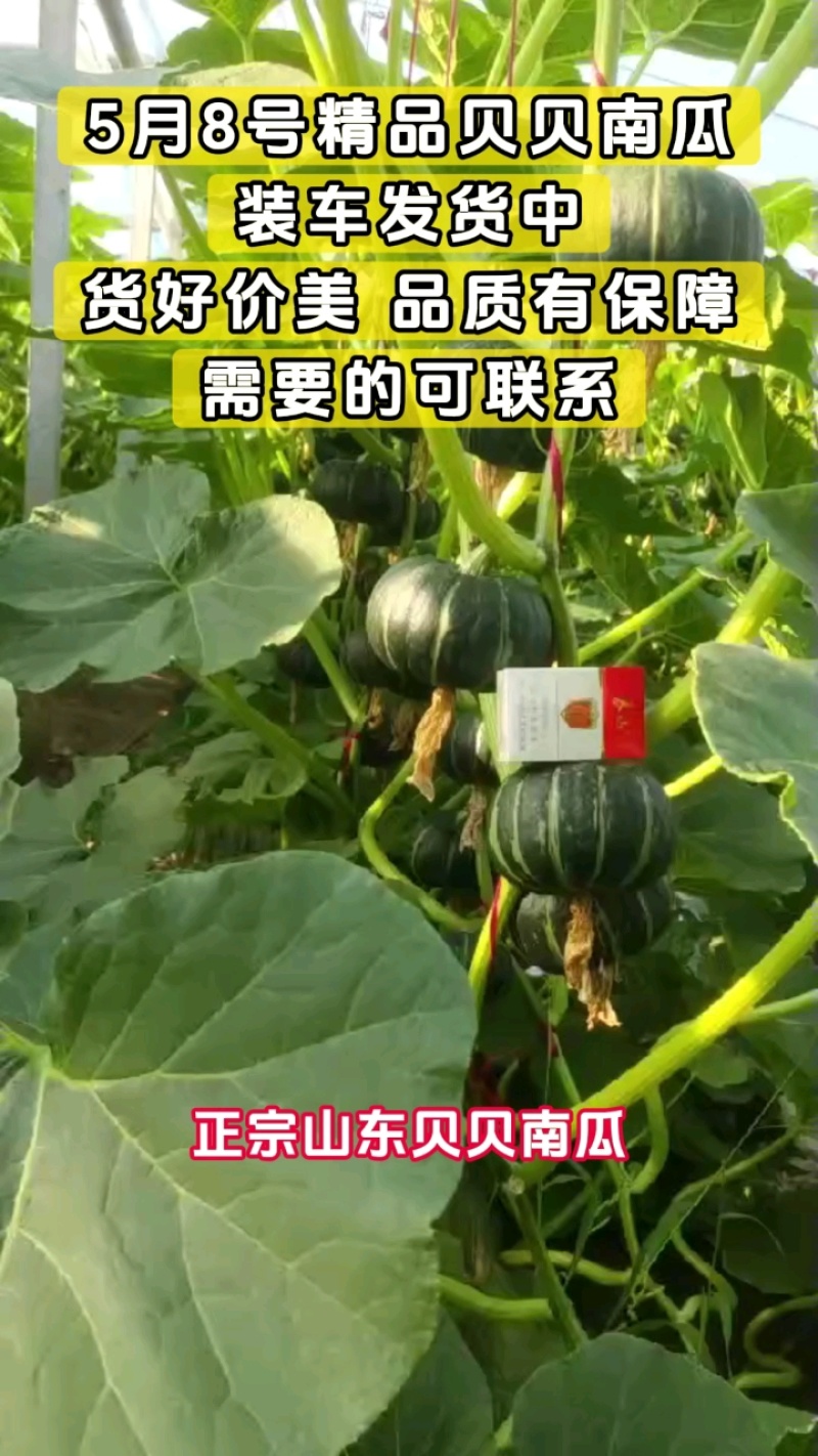 正宗山东贝贝南瓜，粉糯醇香，产地直供，量大从优！