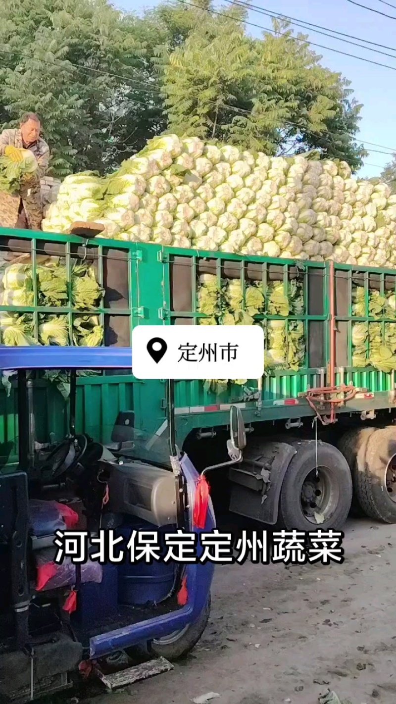 白菜玲珑黄，凌风阳春备有冷库专业打包队长期合作