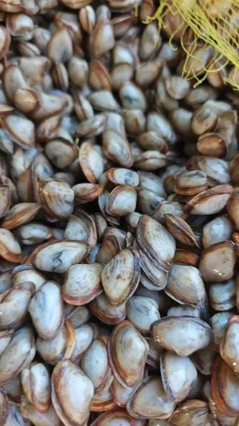 连云港海瓜子产地直发，可视频看货，欢迎致电联系