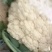 精品花菜松花菜大量有货价格美丽基地直发欢迎来电