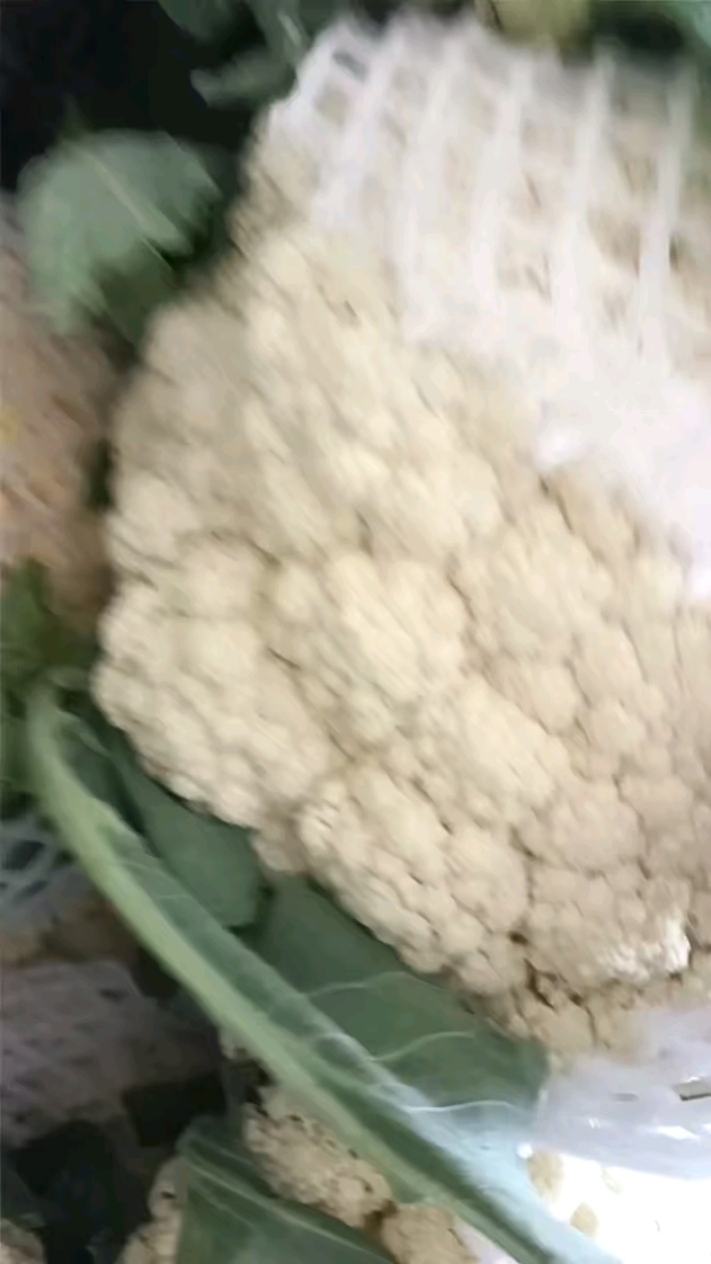 精品花菜松花菜大量有货价格美丽基地直发欢迎来电