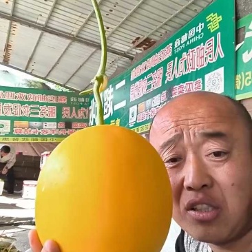 精品久红瑞，一块五收货，糖度15+！