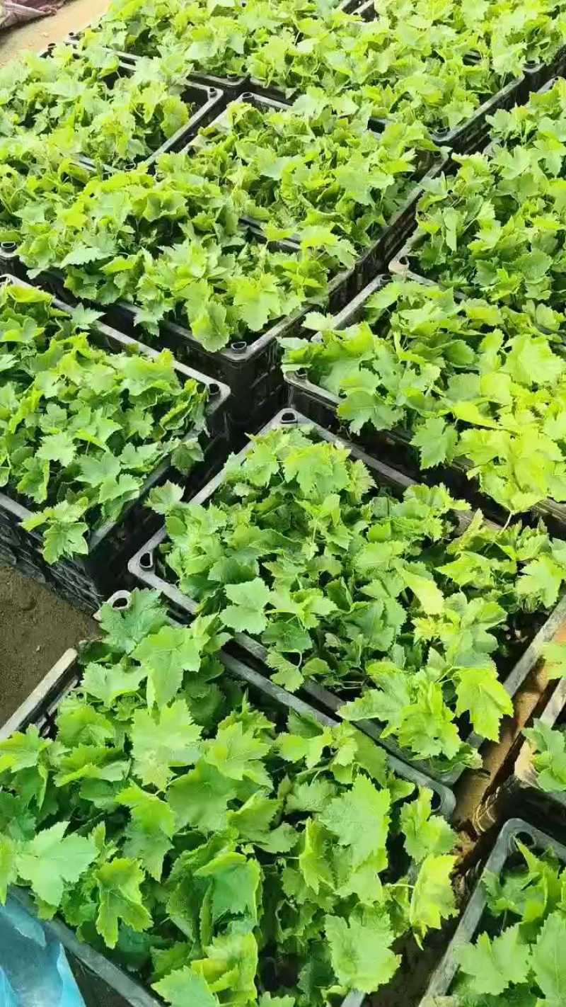天然无核甜蜜蓝宝石嫁接苗，每粒都有酒窝的粒型。口味脆甜